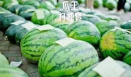吃瓜每日大赛 吃瓜网51官网版,51官网版吃瓜每日大赛精彩回顾